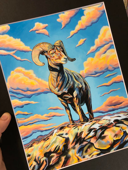 Bighorn Sheep - Matted Print